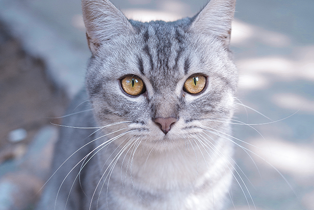 猫猫、平静、黄瞳-康兴医疗器械官网